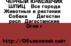 ЧЕРНЫЙ КРАСАВЧИК ШПИЦ - Все города Животные и растения » Собаки   . Дагестан респ.,Дагестанские Огни г.